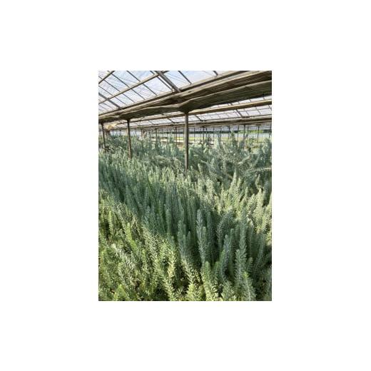 ふるさと納税 茨城県 古河市 BZ19_アカシア　ブルーブッシュ8号※離島への配送不可 