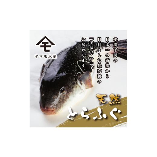 ふるさと納税 フグ 山口県 下関市 天然 とらふぐ 極 フルコース 刺身 鍋 白子 セット 5人前 600g 期間 限定 菊盛 身皮 冷蔵 高級魚 切身 あら ふぐ ひれ 酒 用…_4