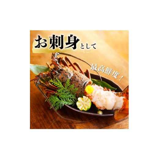 本日価格！！ ふるさと納税 徳島県 海陽町 先行予約 箱詰め伊勢海老サイズおまかせ大セット（約５．０kg） 伊勢海老 活伊勢海老 約5kg サイズおまかせ 伊勢えび 伊勢エビ い… 【ZY2037056568】(71760円)