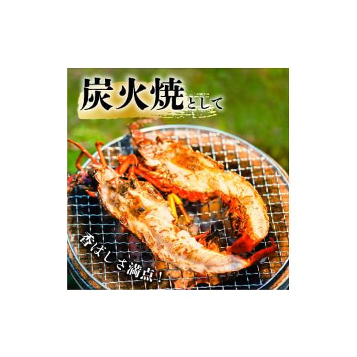 本日価格！！ ふるさと納税 徳島県 海陽町 先行予約 箱詰め伊勢海老サイズおまかせ大セット（約５．０kg） 伊勢海老 活伊勢海老 約5kg サイズおまかせ 伊勢えび 伊勢エビ い… 【ZY2037056568】(71760円)