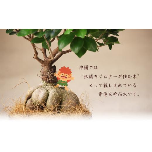 ふるさと納税 雑貨・日用品 苗木 沖縄県 うるま市 沖縄の観葉植物 観葉