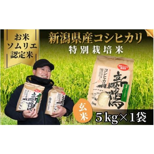 ふるさと納税 玄米 新潟県 五泉市 令和7年産 お米のソムリエのお米 特別栽培米コシヒカリ 玄米 5kg(5kg×1袋)五泉市四ヶ村産 米 お米 新潟県 五泉市 エバー…
