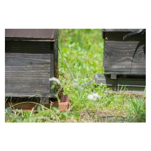 ふるさと納税 加工品等 はちみつ 鳥取県 三朝町 はちみつ 井之上養蜂場 桃源郷アカシア蜂蜜 鳥取県産 600g × 1本｜鳥取 はちみつ ハチミツ 蜂蜜 国産 送料無…の画像