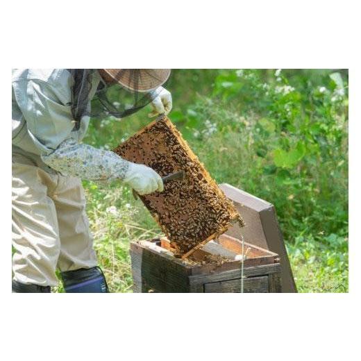 ふるさと納税 加工品等 はちみつ 鳥取県 三朝町 はちみつ 井之上養蜂場 百花蜜 三朝町産 600g × 1本｜鳥取 はちみつ ハチミツ 蜂蜜 国産 送料無料 鳥取県 三…の画像