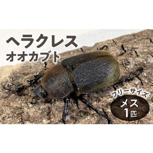ふるさと納税 生き物 福岡県 久留米市  ヘラクレスオオカブト メス1匹（フリーサイズ）_ヘラクレスオオカブト メス 1匹 サイズフリー 養殖工房 累代飼育 自家…の画像