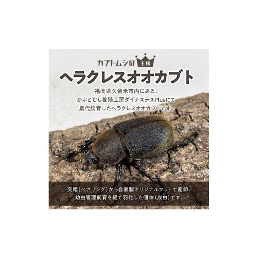ふるさと納税 生き物 福岡県 久留米市  ヘラクレスオオカブト メス1匹（フリーサイズ）_ヘラクレスオオカブト メス 1匹 サイズフリー 養殖工房 累代飼育 自家…の画像