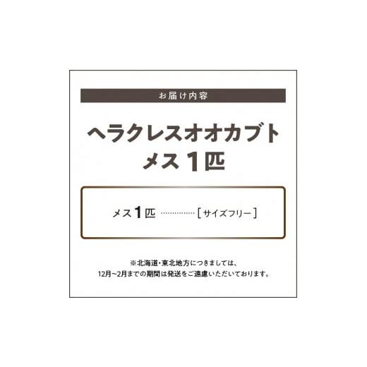 ふるさと納税 生き物 福岡県 久留米市  ヘラクレスオオカブト メス1匹（フリーサイズ）_ヘラクレスオオカブト メス 1匹 サイズフリー 養殖工房 累代飼育 自家…の画像