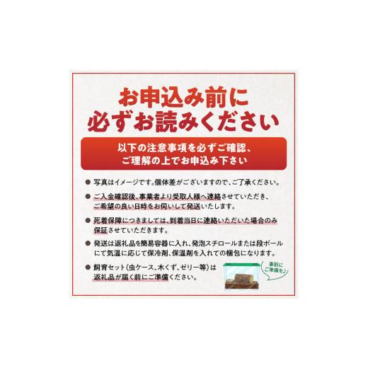 ふるさと納税 生き物 福岡県 久留米市  ヘラクレスオオカブト メス1匹（フリーサイズ）_ヘラクレスオオカブト メス 1匹 サイズフリー 養殖工房 累代飼育 自家…の画像