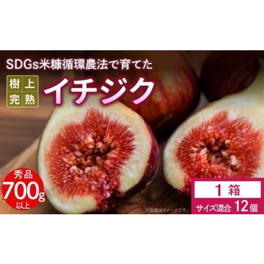 ふるさと納税 いちじく 福岡県 久留米市 SDGs米糠循環農法で育てた樹上完熟イチジク秀品700g以上(サイズ混合12個)潰れにくいイチジク専用容器入り 産地直送2…