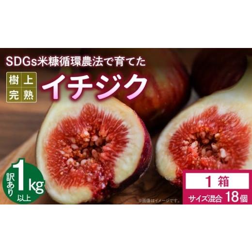 ふるさと納税 いちじく 福岡県 久留米市 SDGs米糠循環農法で育てた樹上完熟イチジク 訳あり品1キロ以上(サイズ混合18個) 産地直送2025年8月より順次出荷 _S…