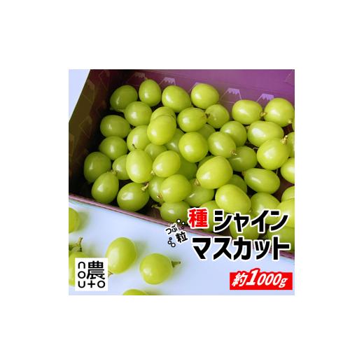 ふるさと納税 ぶどう マスカット 山梨県 笛吹市 2026年発送 先行予約 訳あり シャインマスカット 粒 1kg以上 154-033 | 不揃い ご自宅用 ご家庭用 フルーツ …