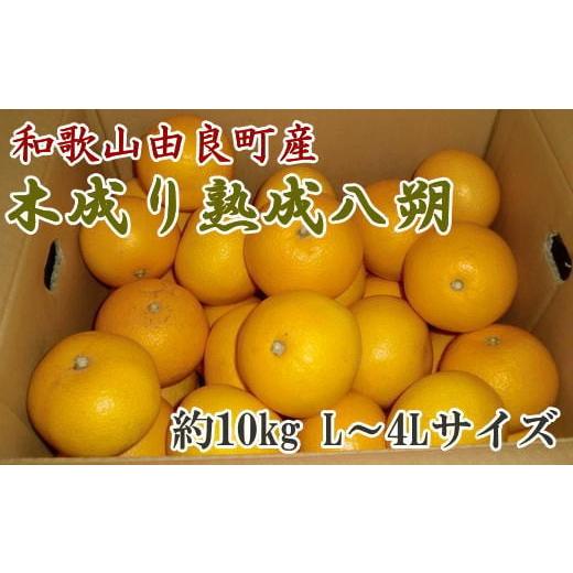 ふるさと納税 和歌山県 紀美野町 [産直]和歌山由良町産の木成り熟成八朔約10kg(L〜4Lサイズをお届け)※2025年3月中旬〜4月下旬頃順次発送(お届け日指定…