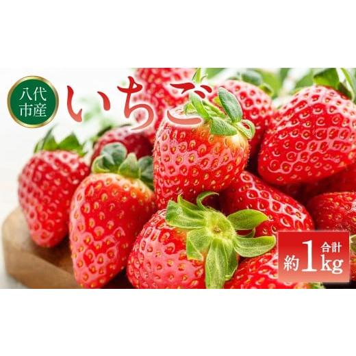 ふるさと納税 いちご 熊本県 八代市 先行予約 いちご 約1kg(約250g×4パック) イチゴ 苺 果物 フルーツ 旬 いちごジャム いちごスムージー 2026年2月上旬よ…