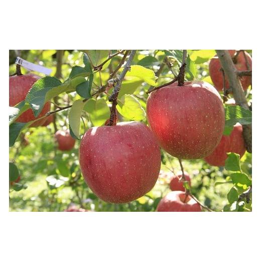 ふるさと納税 りんご 長野県 中川村 農園直送 マルミ農園のりんご(サンふじ)(小玉)約5kg サンふじ(11月下旬から発送予定)