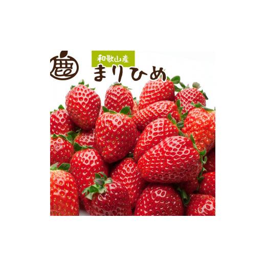 ふるさと納税 いちご 和歌山県 和歌山市 朝摘み完熟まりひめ約1.2kg(300g前後×4トレイ)[和歌山ブランド苺まりひめ][こだわりの土耕栽培のいちごを農家直…