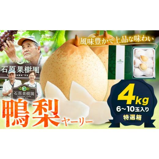ふるさと納税 梨 岡山県 浅口市 先行予約 梨 なし 鴨梨 ヤーリー 梨 贈答箱 4kg (6〜10玉入り) 石原果樹園 [11月中旬-12月下旬頃より発送予定]岡山県 浅口…