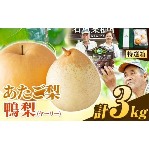 ふるさと納税 梨 岡山県 浅口市 先行予約 梨 なし 3kg 梨 秋 旬 なし あたご梨1玉〜3玉 鴨梨3〜5玉 贈答箱 石原果樹園 [11月中旬-12月下旬頃より発送予定]…