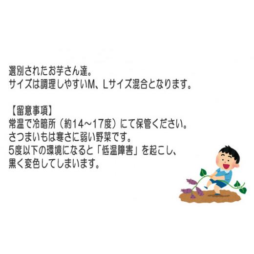 ふるさと納税 野菜類 サツマイモ 茨城県 坂東市 紅はるか10kg ／ お芋 甘い さつまいも 茨城県 No.406の画像