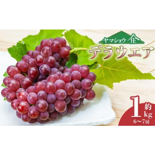 ふるさと納税 ぶどう 山形県 鶴岡市 令和8年産先行予約 デラウェア 約1kg (6〜7房) 山形県鶴岡市産 ヤマショウ