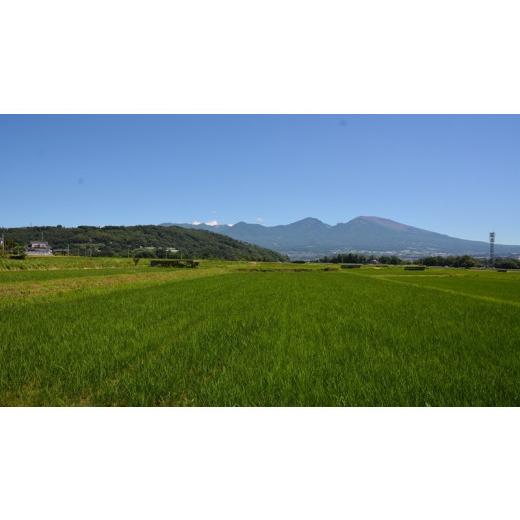 ふるさと納税 米 コシヒカリ 長野県 佐久市  令和8年産・白米16kg（4kg×4袋） 特別栽培米　五郎兵衛米 〈2026年10月中旬頃〜順次発送〉 先行予約　新米　信州…_2