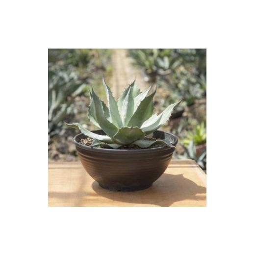 ふるさと納税 花・苗木 群馬県 太田市 圧倒的な存在感 アガベ オバティフォリア 11号鉢 1434441