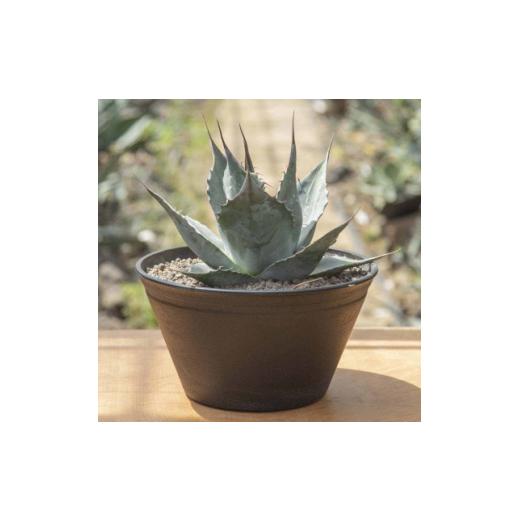 ふるさと納税 花・苗木 群馬県 太田市 注目度 急上昇中 アガベ パラサナ 9号鉢 1434452