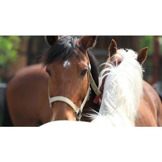 ふるさと納税 茨城県 桜川市 乗馬体験１回コース（20分）  乗馬 トレッキング 体験チケット アウトドア  [DE007sa]｜furusatochoice｜05