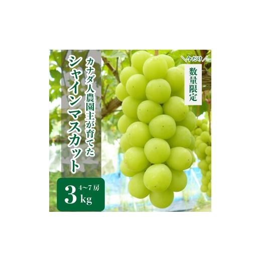 ふるさと納税 ぶどう マスカット 広島県 世羅町 シャインマスカット 約3kg(4〜7房) 先行予約・数量限定 カナダ人農園主 ぶどう ブドウ マスカット フルーツ 果…の画像