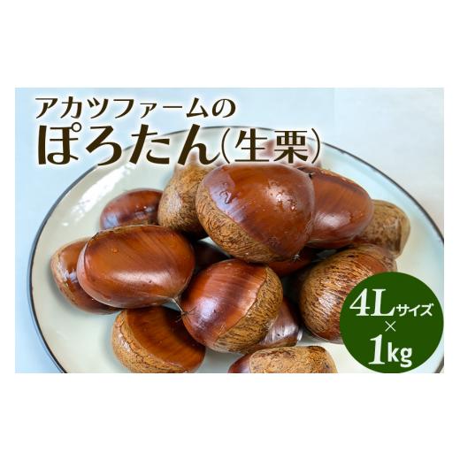 ふるさと納税 果物類 栗 茨城県 笠間市 アカツファーム の ぽろたん( 生栗 ) 超特大 4Lサイズ 1kg 栗 笠間 くり クリ 特大 大きい 大粒 国産 国産栗 和栗 甘…