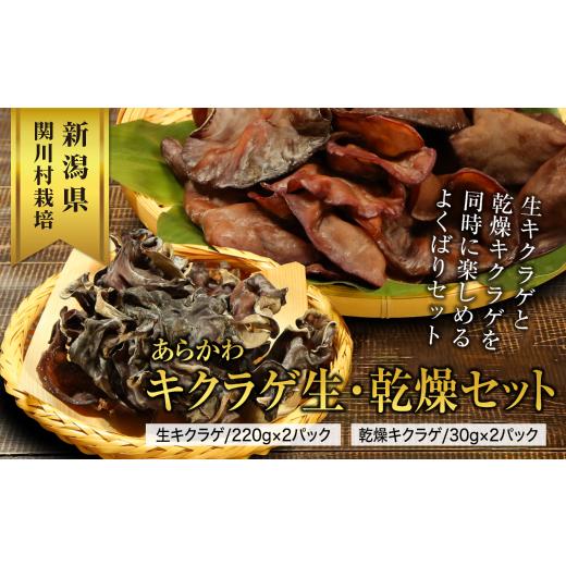 ふるさと納税 野菜類 きのこ 新潟県 関川村 あらかわキクラゲ生・乾燥セット(生キクラゲ220g×2パック・乾燥キクラゲ30g×2パック) 1442531_1
