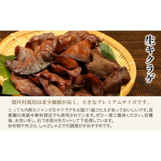ふるさと納税 野菜類 きのこ 新潟県 関川村 あらかわキクラゲ生・乾燥セット(生キクラゲ220g×2パック・乾燥キクラゲ30g×2パック) 1442531_2