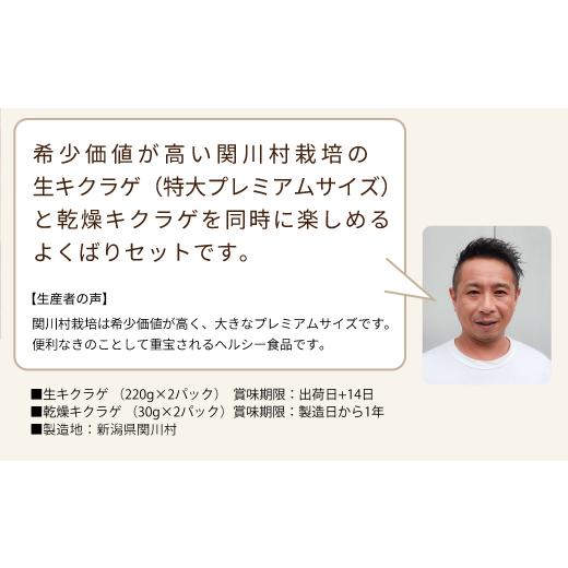 ふるさと納税 野菜類 きのこ 新潟県 関川村 あらかわキクラゲ生・乾燥セット(生キクラゲ220g×2パック・乾燥キクラゲ30g×2パック) 1442531_4