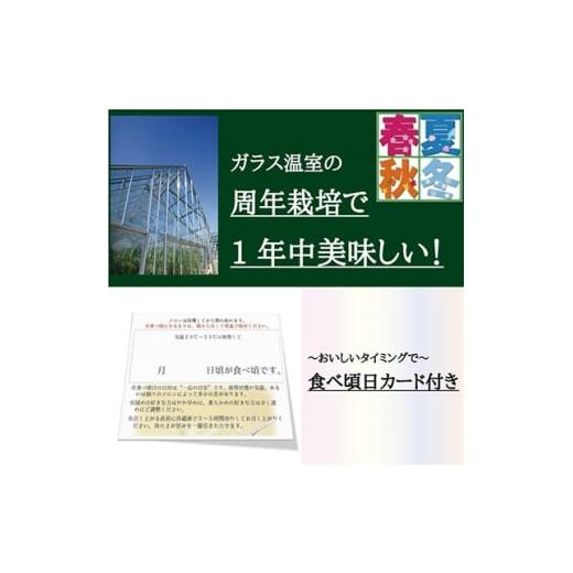 ふるさと納税 メロン メロン青肉 静岡県 磐田市  毎月定期便 名人メロン 山等級クラウンメロン1玉・12ヵ月毎月お届け全12回_ メロン クラウンメロン めろん 定…の画像