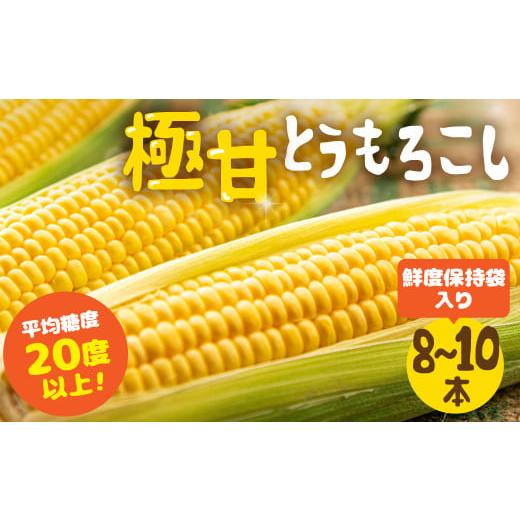ふるさと納税 とうもろこし 愛知県 田原市 秋採れお届け 平均糖度20度以上 極甘とうもろこし 8~10本 鮮度保持袋入り 鮮度保持袋入り 10本 2025年秋採れお届け