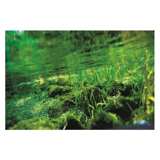 ふるさと納税 水・ミネラルウォーター 500mL〜999mL 宮崎県 小林市  定期便・霧島連山天然水６か月コース 霧島連山から湧き出す細野の天然水 555ml×24本×6…の画像