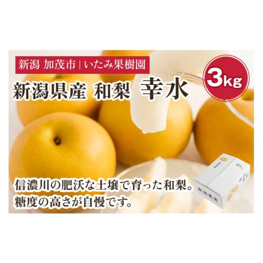 ふるさと納税 梨 新潟県 加茂市 2026年先行予約 新潟県産 厳選 幸水梨 3kg(7〜11玉)[8月上旬以降発送]果物 フルーツ こうすい 加茂市 いたみ果樹園