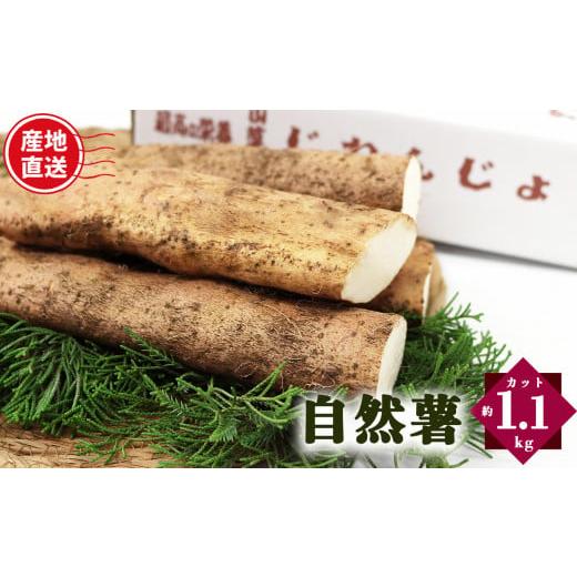 ふるさと納税 野菜類 奈良県 御杖村 自然薯 カット状態 約1.1kg | とろろ 滋養強壮 健康食 御杖村 送料無料 期間限定 奈良県 御杖村 みつえむら