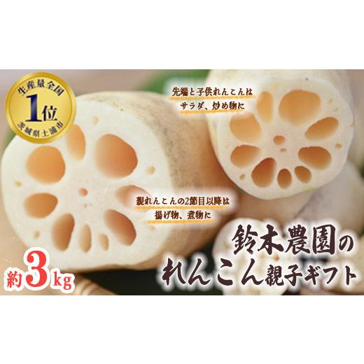 ふるさと納税 人参・大根・他根菜 茨城県 土浦市 鈴木農園の新物夏れんこん親子ギフト 約3kg 1123833 2026年10月〜発送
