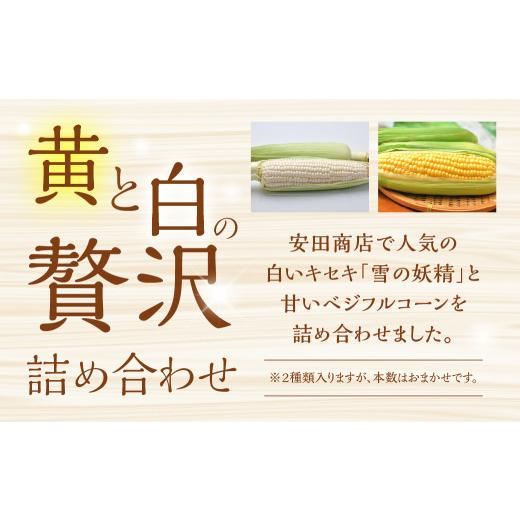 ふるさと納税 愛知県 田原市 先行予約 安田商店 朝採り とうもろこし　(ホワイト、イエロー詰合せ(大)) とうもろこし 大粒 人気 朝採り 産地直送 甘い 送料無… 朝採り