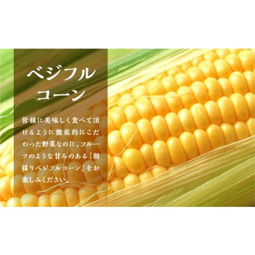 ふるさと納税 愛知県 田原市 先行予約 安田商店 朝採り とうもろこし　(ホワイト、イエロー詰合せ(大)) とうもろこし 大粒 人気 朝採り 産地直送 甘い 送料無… 朝採り