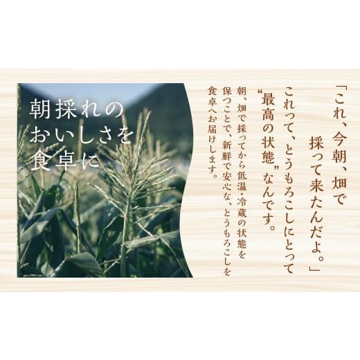 ふるさと納税 愛知県 田原市 先行予約 安田商店 朝採り とうもろこし　(ホワイト、イエロー詰合せ(大)) とうもろこし 大粒 人気 朝採り 産地直送 甘い 送料無… 朝採り
