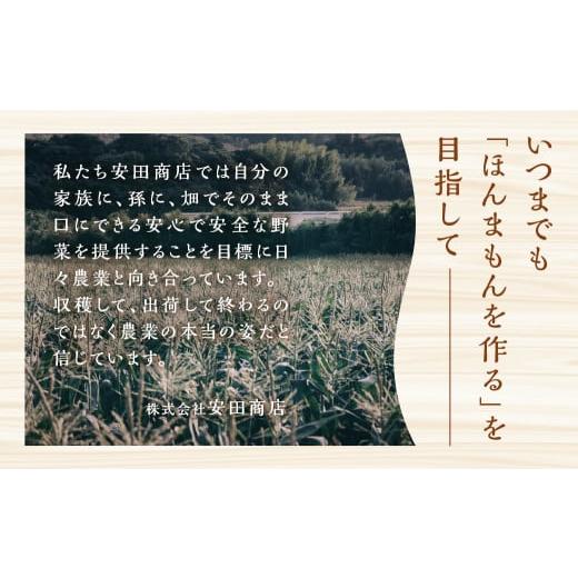ふるさと納税 愛知県 田原市 先行予約 安田商店 朝採り とうもろこし　(ホワイト、イエロー詰合せ(大)) とうもろこし 大粒 人気 朝採り 産地直送 甘い 送料無… 朝採り