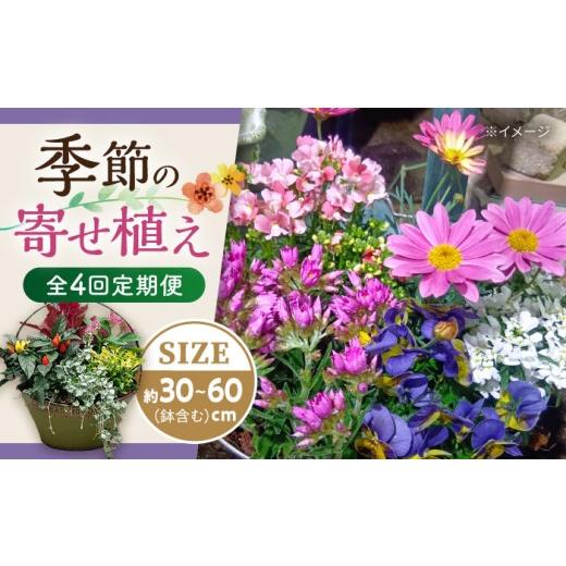 ふるさと納税 花・苗木 長崎県 大村市 4回定期便 おまかせ 季節の 寄せ植え プランター ／ 観葉植物 鉢植え 鉢 植物 花 フラワー 旬 育てやすい 寄せ植え お…_1
