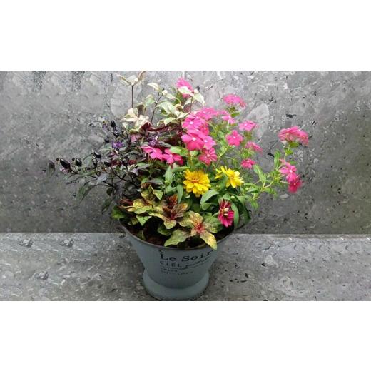 ふるさと納税 花・苗木 長崎県 大村市 4回定期便 おまかせ 季節の 寄せ植え プランター ／ 観葉植物 鉢植え 鉢 植物 花 フラワー 旬 育てやすい 寄せ植え お…_3