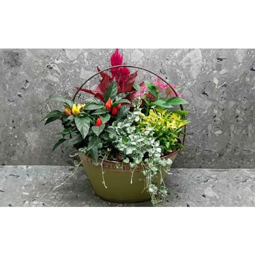 ふるさと納税 花・苗木 長崎県 大村市 4回定期便 おまかせ 季節の 寄せ植え プランター ／ 観葉植物 鉢植え 鉢 植物 花 フラワー 旬 育てやすい 寄せ植え お…_4