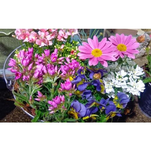 ふるさと納税 花・苗木 長崎県 大村市 4回定期便 おまかせ 季節の 寄せ植え プランター ／ 観葉植物 鉢植え 鉢 植物 花 フラワー 旬 育てやすい 寄せ植え お…_5