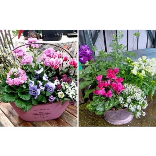 ふるさと納税 花・苗木 長崎県 大村市 4回定期便 おまかせ 季節の 寄せ植え プランター ／ 観葉植物 鉢植え 鉢 植物 花 フラワー 旬 育てやすい 寄せ植え お…_6