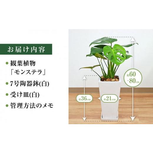 ふるさと納税 花・苗木 長崎県 大村市 観葉植物 モンステラ スクエア 陶器鉢植え 7号 鉢色：白 ／ 観葉 植物 インテリア おしゃれ プレゼント ／ 大村市 ／琴… 観葉植物 ポトス 3種類寄せ植え ボール形陶器鉢 白 | 長崎県大村市 | ふるさと納税サイト「さとふる」