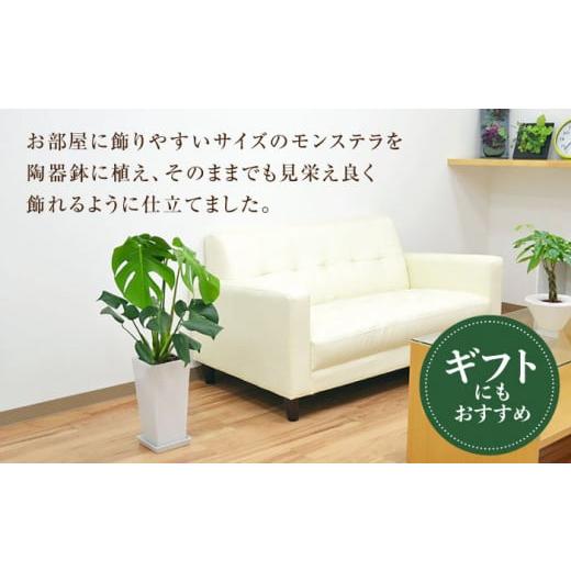 観葉植物 モンステラ 7号 角高陶器鉢 / 胡蝶蘭・フラワーギフト・観葉植物の通販 花ざかり