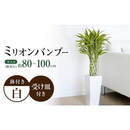 ふるさと納税 花・苗木 長崎県 大村市 観葉植物 萬年竹(ミリオンバンブー) ロングスクエア陶器鉢植え(80〜100cm前後) / 室内観葉植物 インテリア ロング…